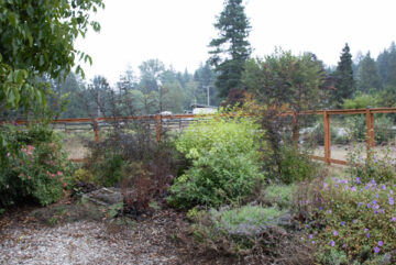 Shrubs growing at the food forest
