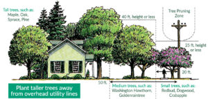 Image demonstrating that power lines need clearance from trees. Plant tall trees well clear of utility lines.