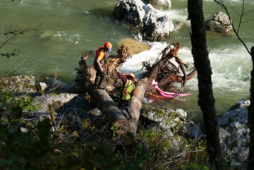 PUD workers placing logs for Salmon habitat