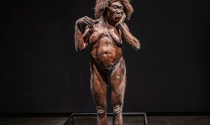Homo erectus model 