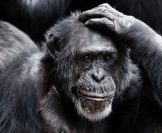 Chimpanzees 